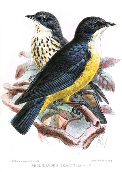 Pholia sharpii