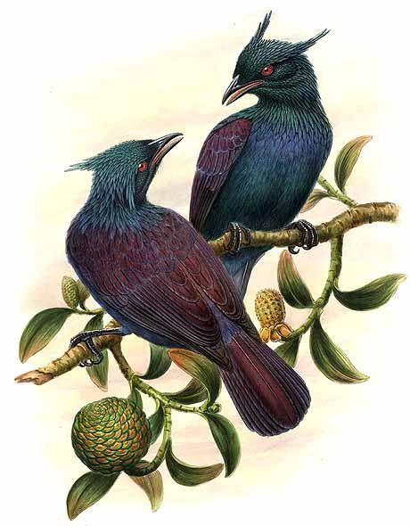 Phonygammus keraudrenii