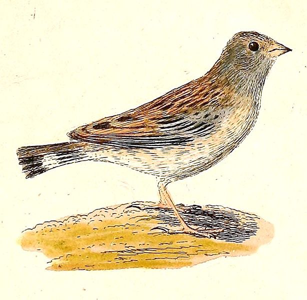 Phrygilus alaudinus