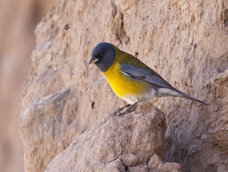 Phrygilus atriceps