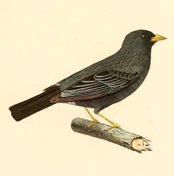 Phrygilus carbonarius