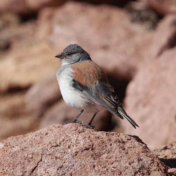 Phrygilus dorsalis
