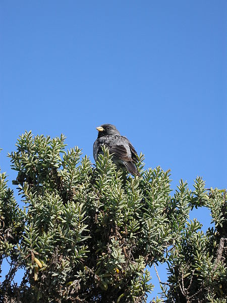 Phrygilus fruticeti