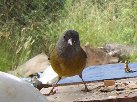 Phrygilus gayi