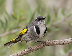 Phylidonyris pyrrhopterus