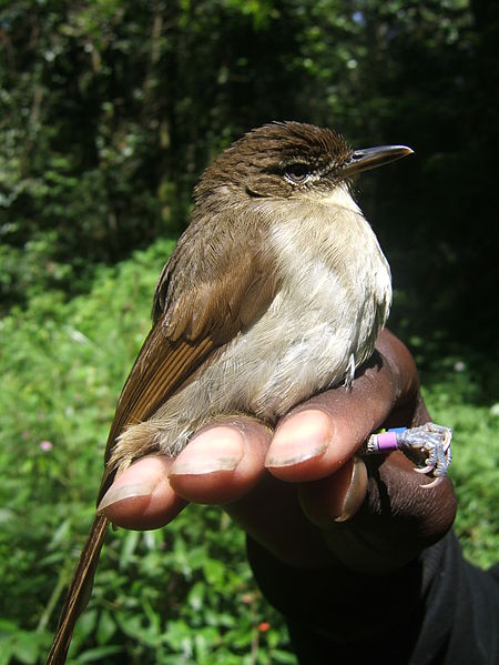 Phyllastrephus cabanisi