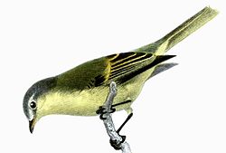 Phyllomyias burmeisteri