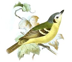 Phyllomyias cinereiceps