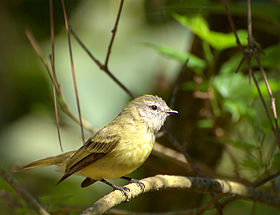 Phyllomyias fasciatus