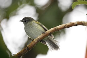 Phyllomyias sclateri