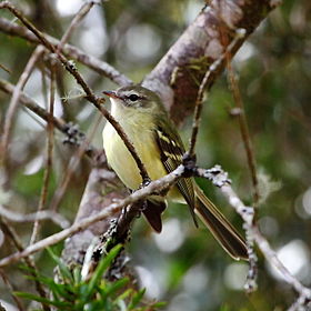 Phyllomyias virescens