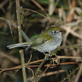 Phylloscartes difficilis