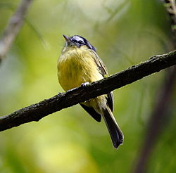 Phylloscartes eximius