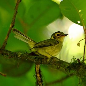 Phylloscartes oustaleti