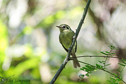 Phylloscartes paulista