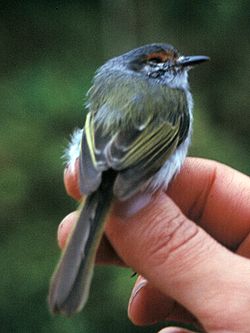 Phylloscartes superciliaris