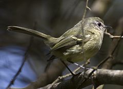 Phylloscartes ventralis