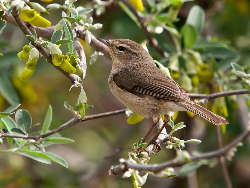 Phylloscopus canariensis