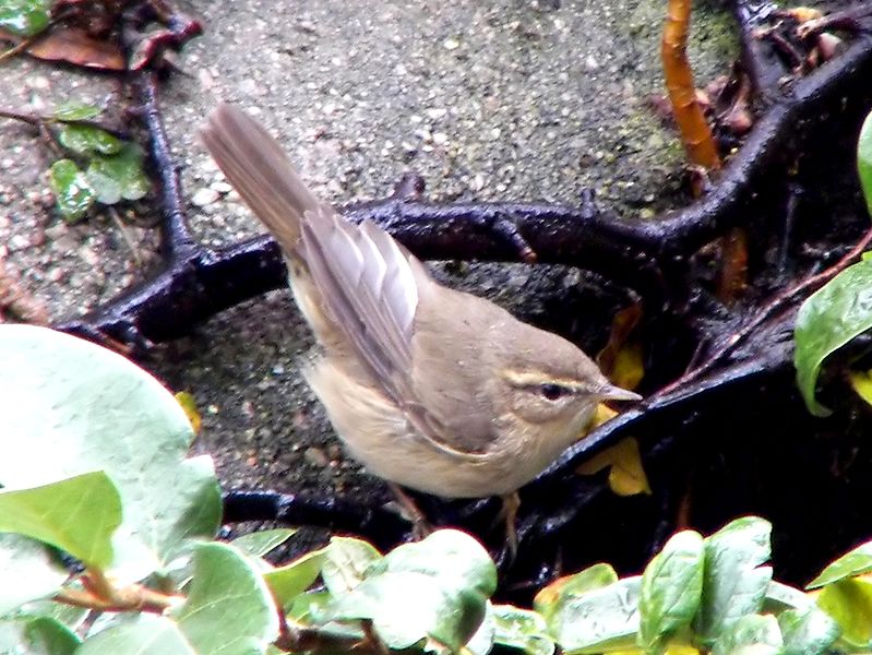 Phylloscopus fuscatus