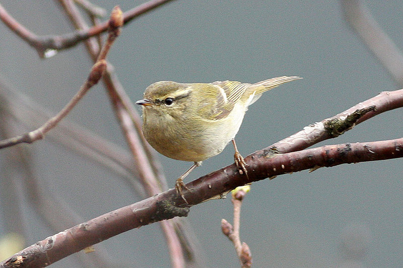 Phylloscopus humei