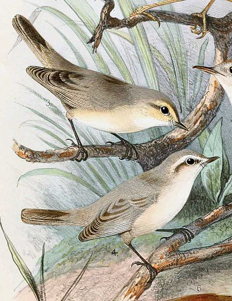 Phylloscopus neglectus