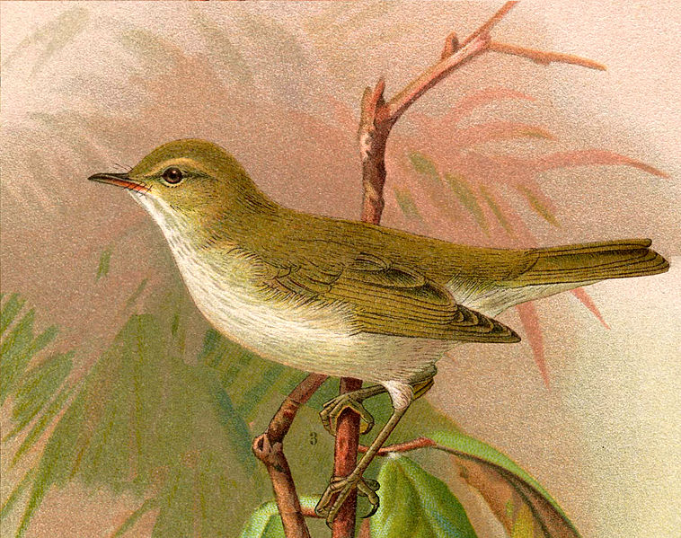Phylloscopus orientalis