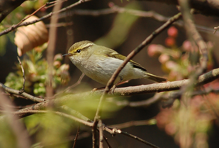 Phylloscopus proregulus