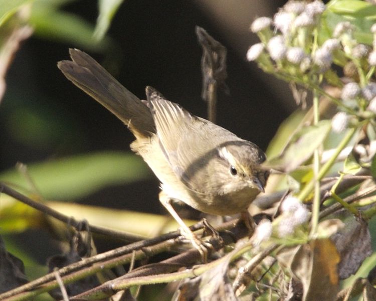 Phylloscopus schwarzi