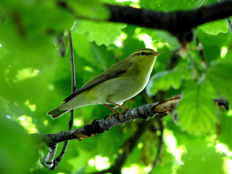 Phylloscopus sibilatrix