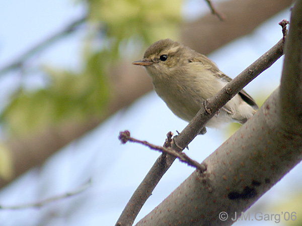 Phylloscopus trochiloides