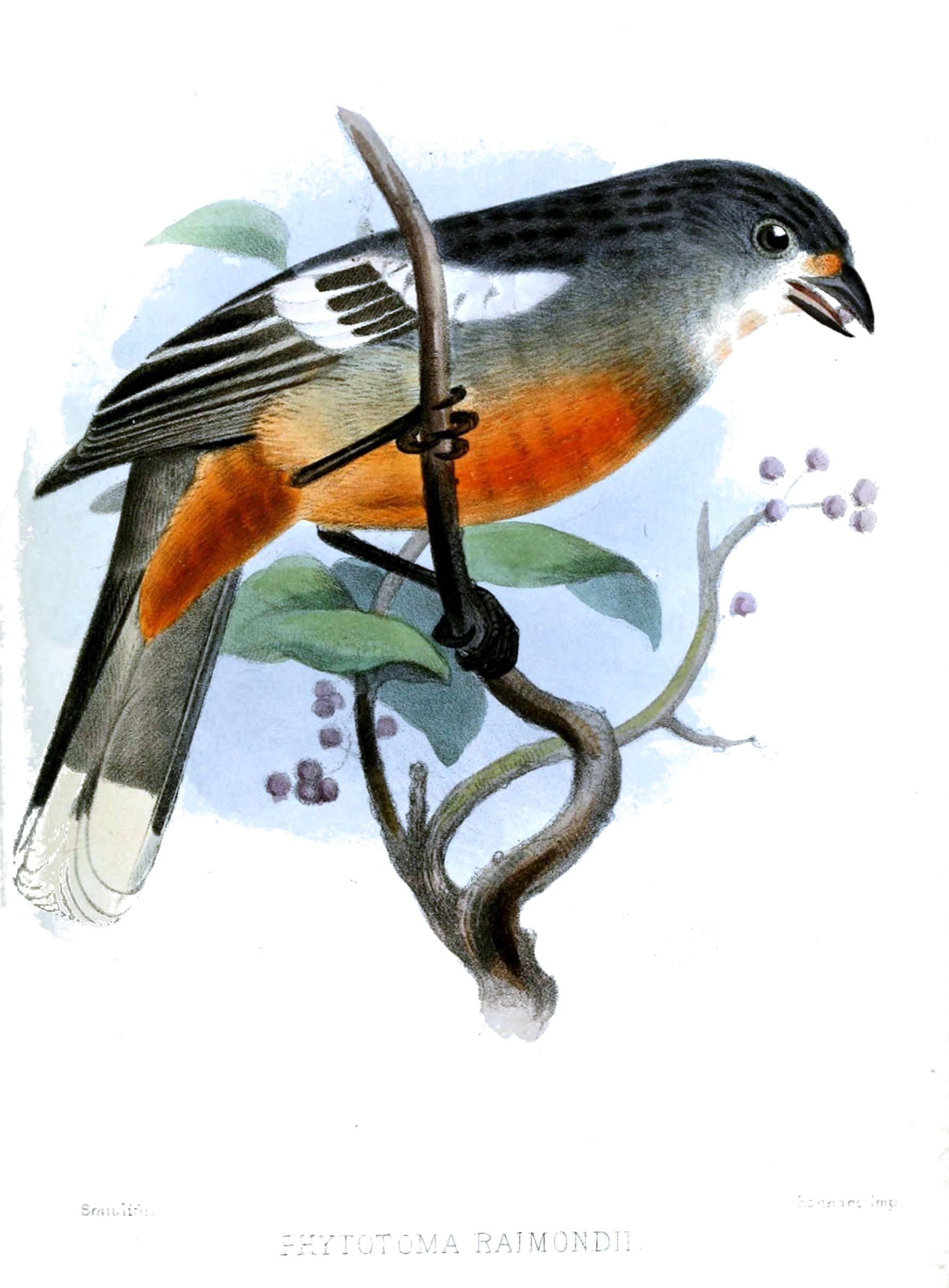 Phytotoma raimondii