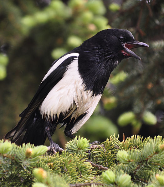 Pica hudsonia