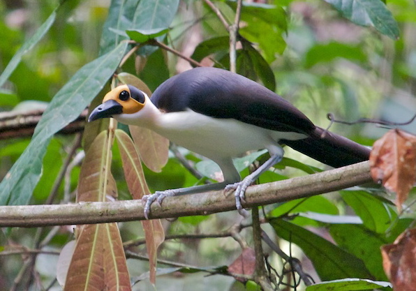 Picathartes gymnocephalus