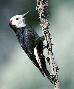 Picoides albolarvatus