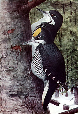 Picoides arcticus