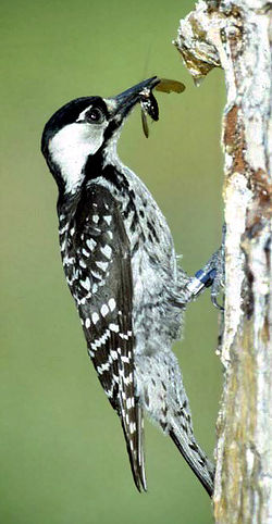 Picoides borealis