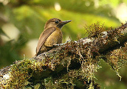 Picoides fumigatus
