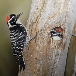 Picoides nuttallii