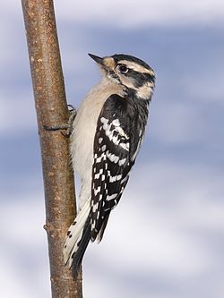 Picoides pubescens