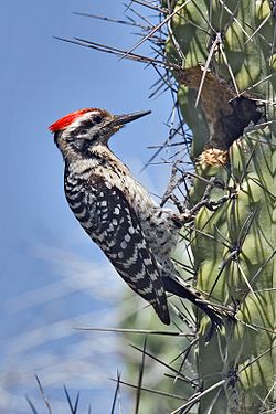 Picoides scalaris