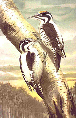 Picoides tridactylus