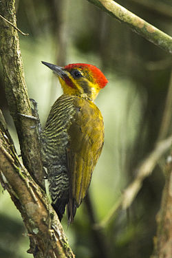 Piculus aurulentus