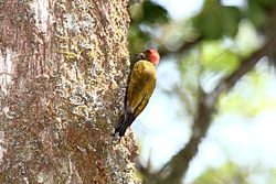 Piculus callopterus