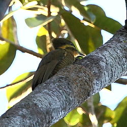 Piculus chrysochloros
