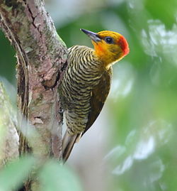 Piculus flavigula