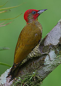 Piculus simplex