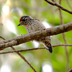 Picumnus albosquamatus