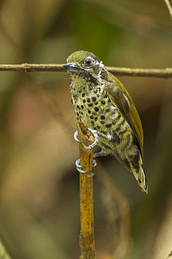 Picumnus innominatus