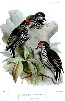 Picumnus steindachneri