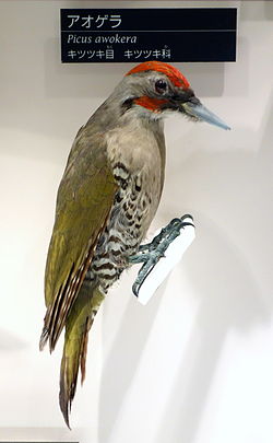 Picus awokera